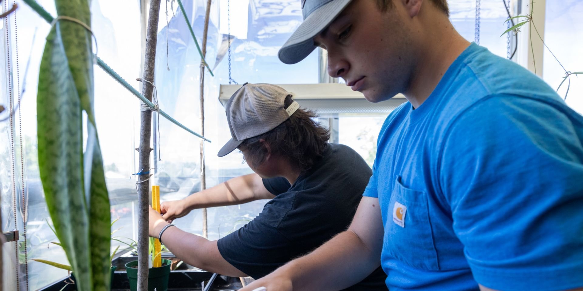 Two students tend to plants in a botany class